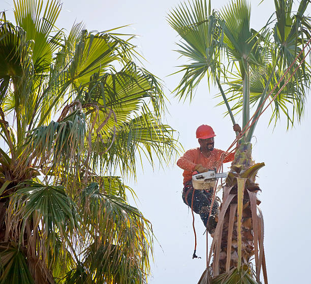 Professional Tree Service in Kilmarnock, VA